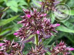 Image result for Phlox paniculata `Bright Eyes`