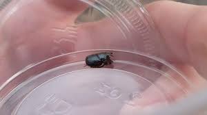 Attēlu rezultāti vaicājumam “Aphodius sp. imago”