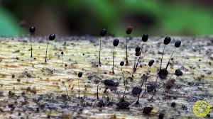 Attēlu rezultāti vaicājumam “Comatricha nigra”