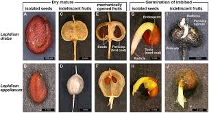 Attēlu rezultāti vaicājumam “Lepidium densiflorum fruit”