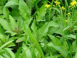 Attēlu rezultāti vaicājumam “Rorippa amphibia leaf”