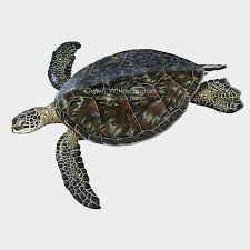 Image result for Chelonia mydas