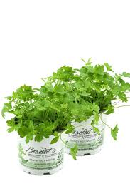 Image result for Petersilie