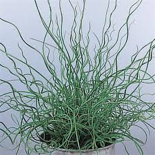 Attēlu rezultāti vaicājumam “Juncus effusus”