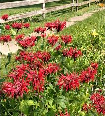 Image result for Monarda didyma