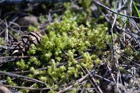 Attēlu rezultāti vaicājumam “Rhytidiadelphus triquetrus”