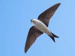 Attēlu rezultāti vaicājumam “Delichon urbicum adult”