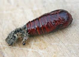 Attēlu rezultāti vaicājumam “Spilosoma lutea”