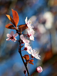 Attēlu rezultāti vaicājumam “Prunus (plum-tree)”