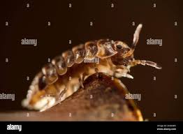 Attēlu rezultāti vaicājumam “Armadillidium pulchellum”