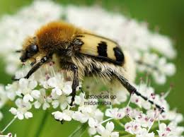 Attēlu rezultāti vaicājumam “Trichius fasciatus imago”