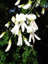 Attēlu rezultāti vaicājumam “Cladrastis kentukea”