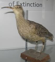 Image result for Numenius borealis