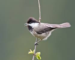 Image result for Poecile montana