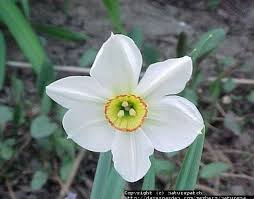 Attēlu rezultāti vaicājumam “Narcissus poeticus”