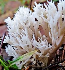 Attēlu rezultāti vaicājumam “Clavulinopsis cinerioides”