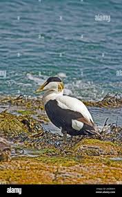 Attēlu rezultāti vaicājumam “Somateria mollissima juvenile”