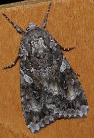 Attēlu rezultāti vaicājumam “Eurois occulta”