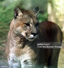 Image result for Cornwall Cougars