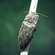 Attēlu rezultāti vaicājumam “Agrypnus murinus”