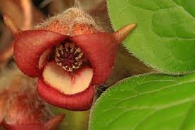 Attēlu rezultāti vaicājumam “Asarum europaeum flower”