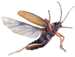 Attēlu rezultāti vaicājumam “Galerucella nymphaeae”