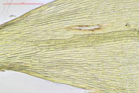 Attēlu rezultāti vaicājumam “Campylium chrysophyllum”