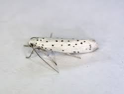 Attēlu rezultāti vaicājumam “Yponomeuta malinellus / cagnagella”