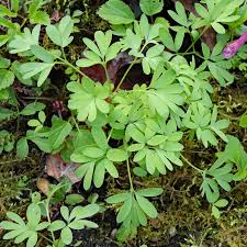 Attēlu rezultāti vaicājumam “Corydalis cava fruit”