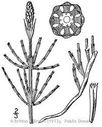 Attēlu rezultāti vaicājumam “Equisetum palustre”