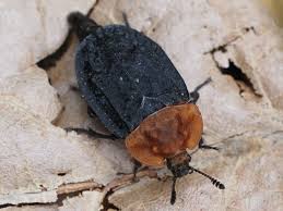 Attēlu rezultāti vaicājumam “Oiceoptoma thoracicum”