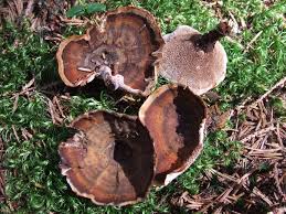 Attēlu rezultāti vaicājumam “Coltricia perennis”