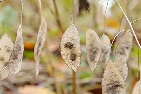Attēlu rezultāti vaicājumam “Lunaria rediviva leaf”