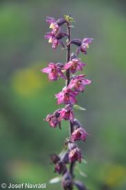 Attēlu rezultāti vaicājumam “Epipactis atrorubens fruit”