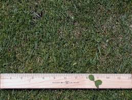 Attēlu rezultāti vaicājumam “Poa trivialis”