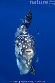 Image result for Mola alexandrini