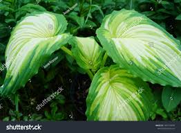 Image result for Hosta Warpaint
