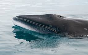 Image result for Balaenoptera bonaerensis
