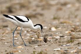 Attēlu rezultāti vaicājumam “Recurvirostra avosetta”