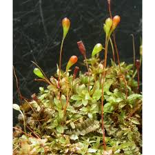 Attēlu rezultāti vaicājumam “Funariales”