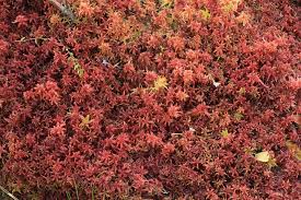 Attēlu rezultāti vaicājumam “Sphagnum rubellum”