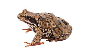 Attēlu rezultāti vaicājumam “Rana temporaria”