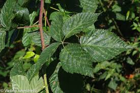 Attēlu rezultāti vaicājumam “Rubus nessensis leaf”