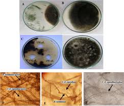 Attēlu rezultāti vaicājumam “Trichia alpina spores”