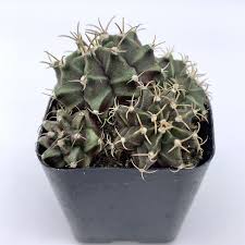 Image result for Gymnocalycium