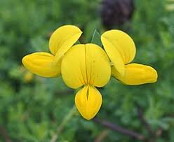 Attēlu rezultāti vaicājumam “Lotus corniculatus flower”