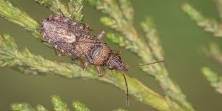 Attēlu rezultāti vaicājumam “Enteridium liceoides macro”