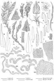 Attēlu rezultāti vaicājumam “Orthotrichum cupulatum var. riparium sporophyte”