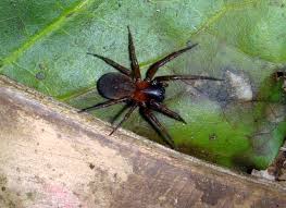 Attēlu rezultāti vaicājumam “Agelenidae”