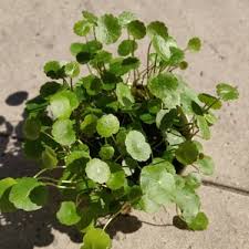 Attēlu rezultāti vaicājumam “Hydrocotyle vulgaris bud”